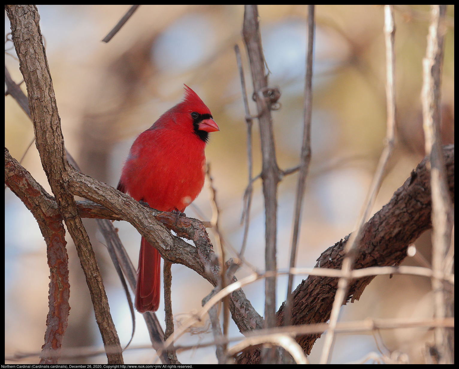 Northern Cardinal (Cardinalis cardinalis), December 26, 2020