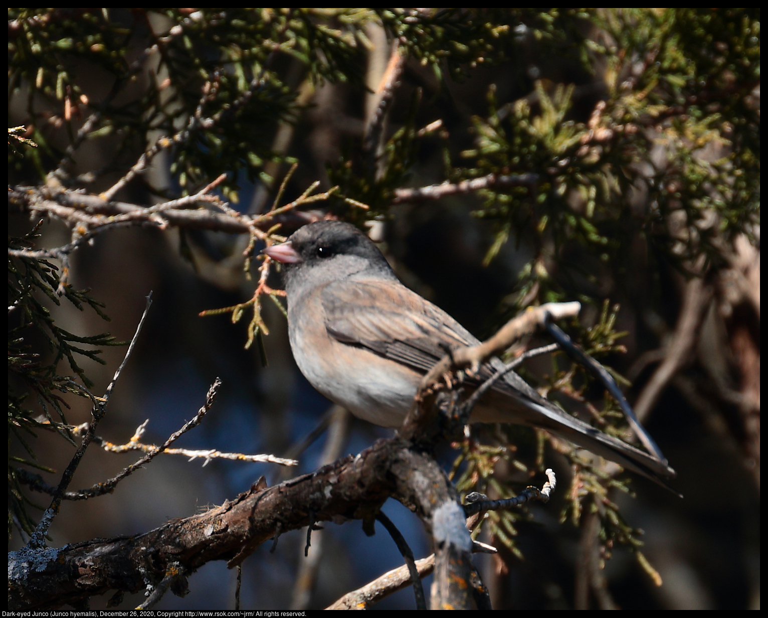 Dark-eyed Junco (Junco hyemalis), December 26, 2020