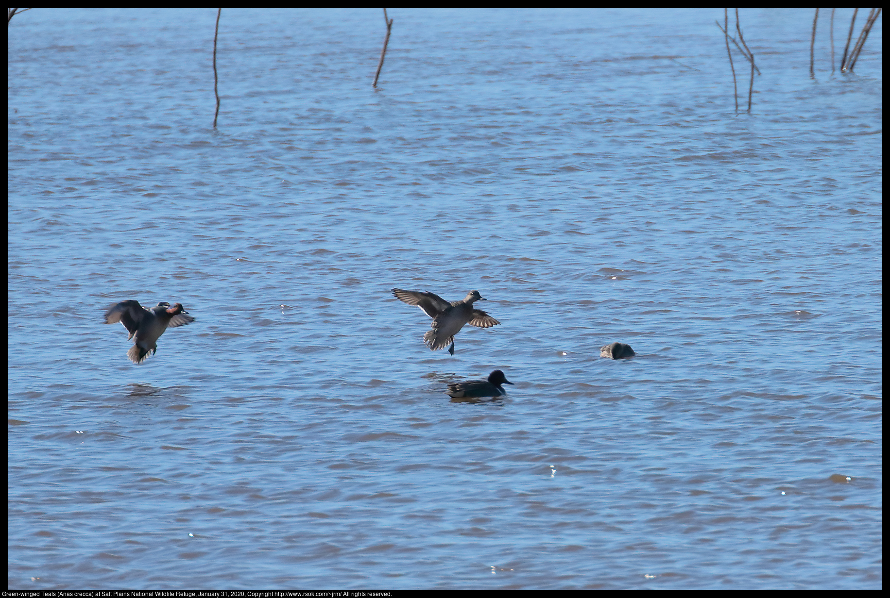 Green-winged Teals (Anas crecca) at Salt Plains National Wildlife Refuge, January 31, 2020