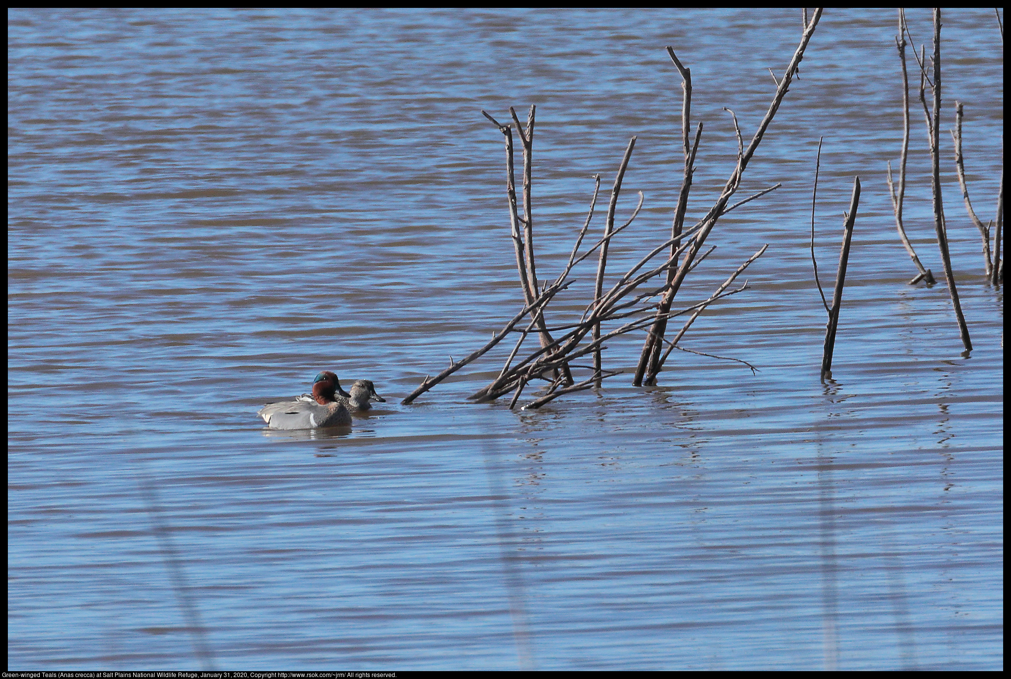 Green-winged Teals (Anas crecca) at Salt Plains National Wildlife Refuge, January 31, 2020