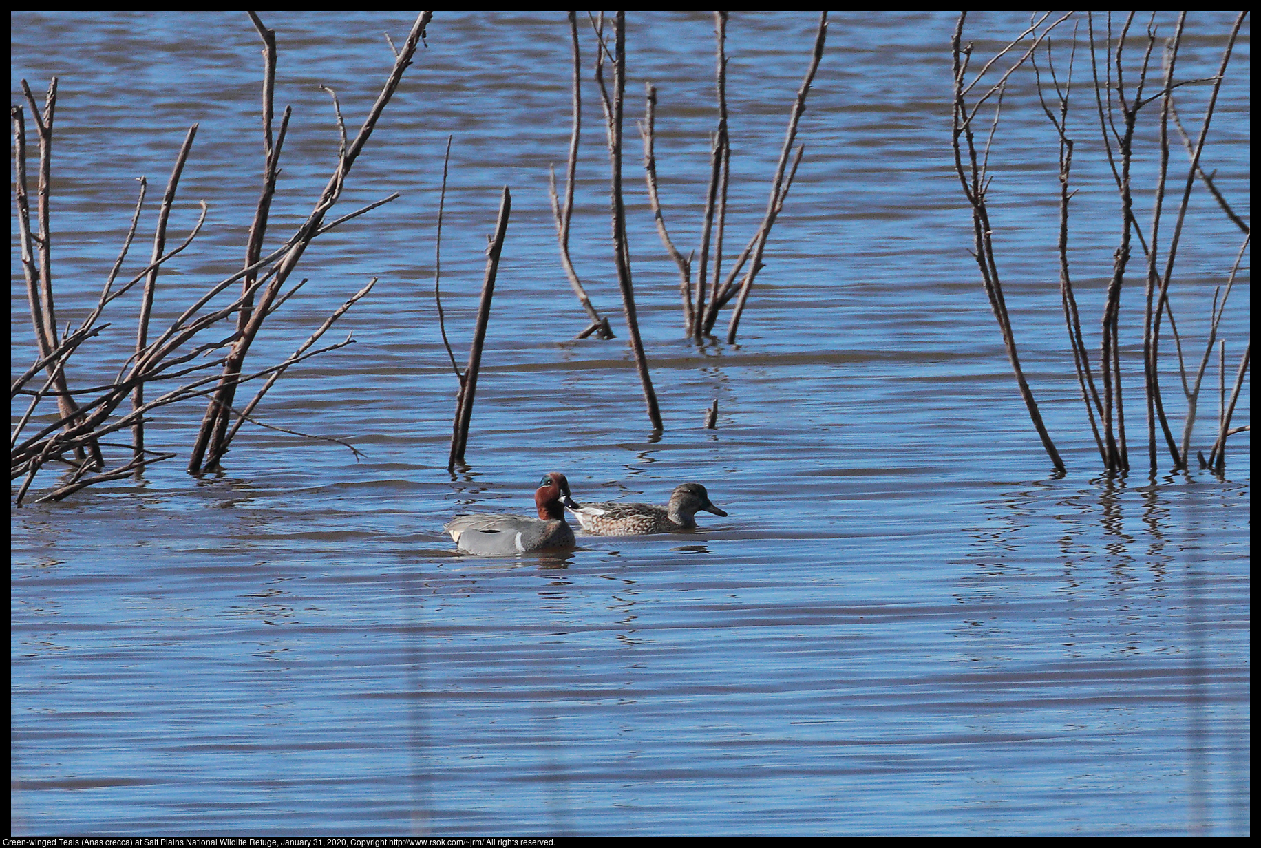 Green-winged Teals (Anas crecca) at Salt Plains National Wildlife Refuge, January 31, 2020