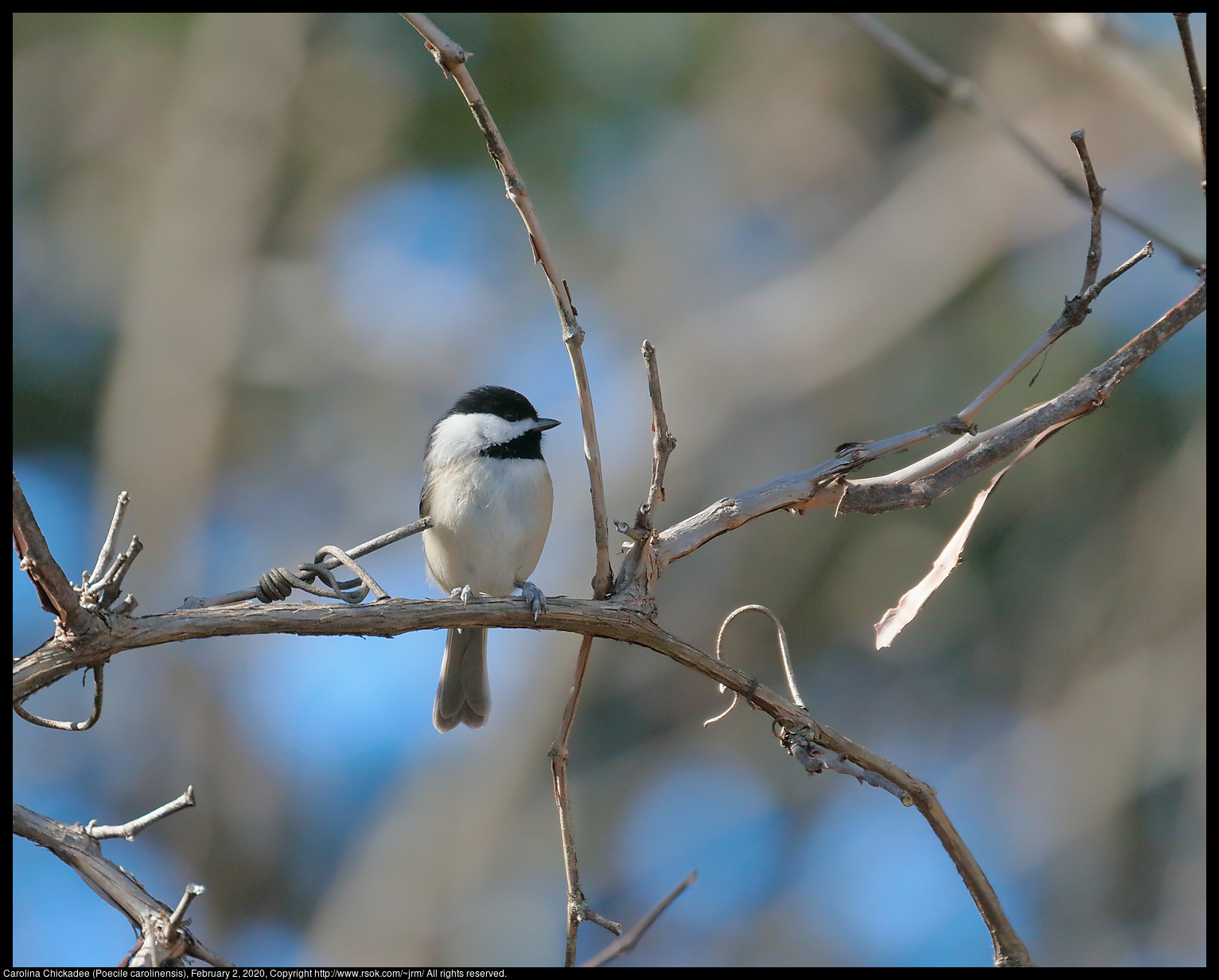 Carolina Chickadee (Poecile carolinensis), February 2, 2020