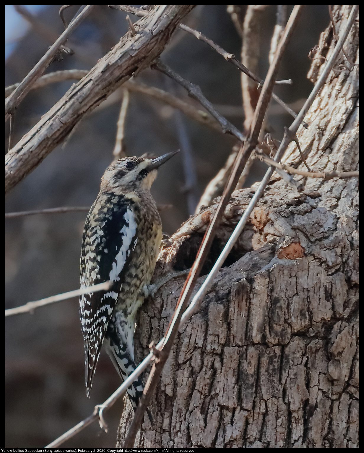 Yellow-bellied Sapsucker (Sphyrapicus varius), February 2, 2020