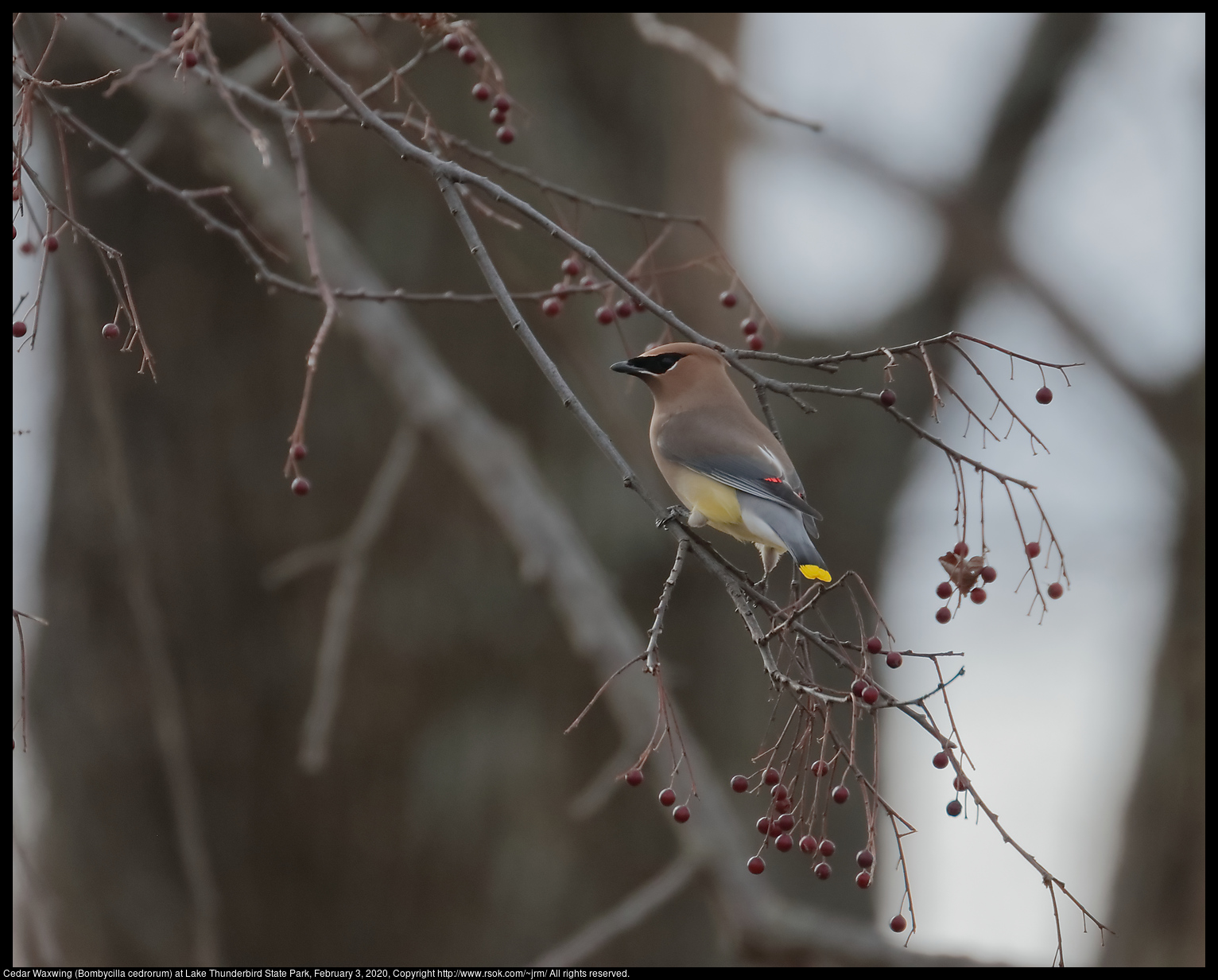 Cedar Waxwing (Bombycilla cedrorum) at Lake Thunderbird State Park, February 3, 2020