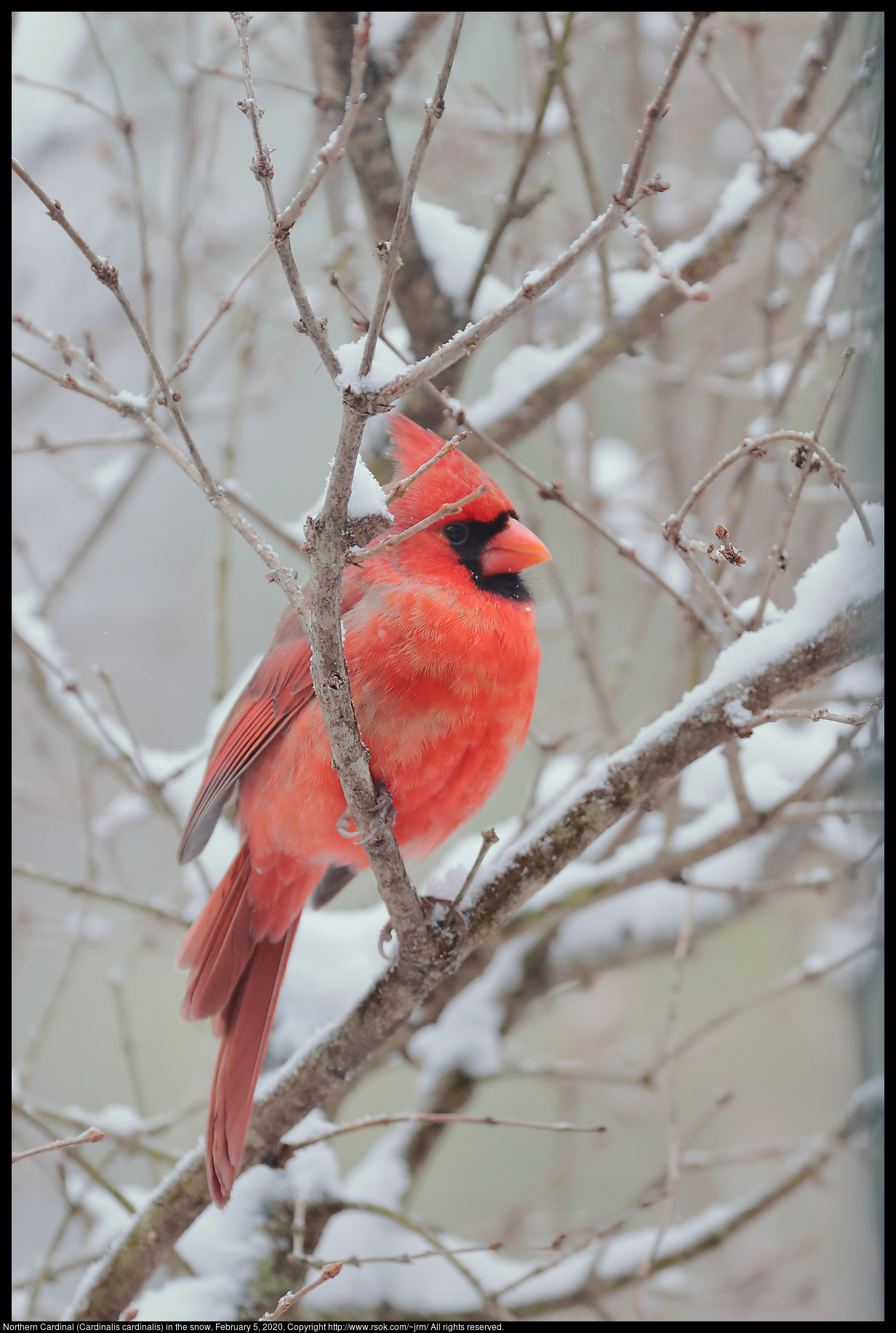 Northern Cardinal (Cardinalis cardinalis) in the snow, February 5, 2020