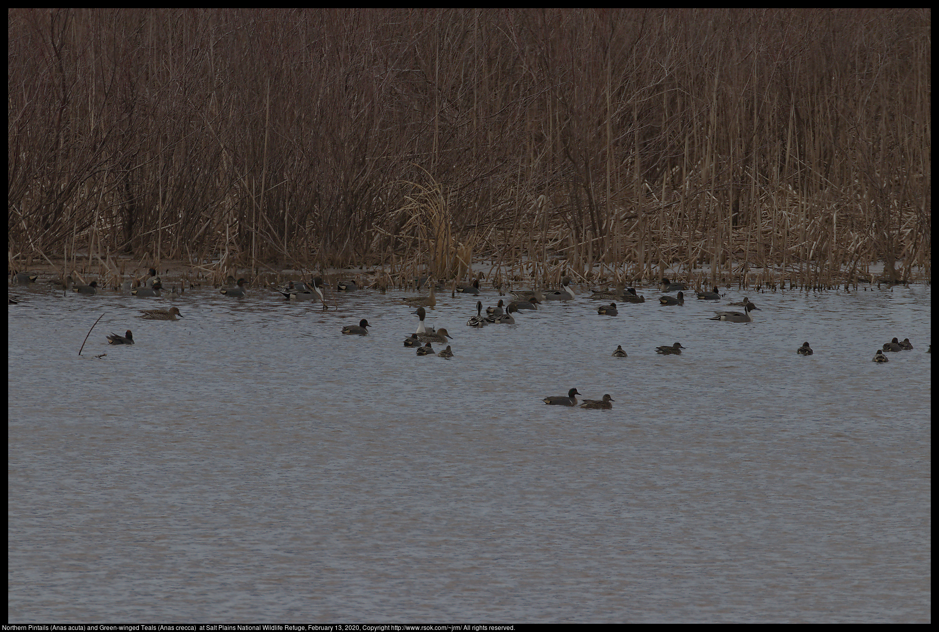Northern Pintails (Anas acuta) and Green-winged Teals (Anas crecca)  at Salt Plains National Wildlife Refuge, February 13, 2020