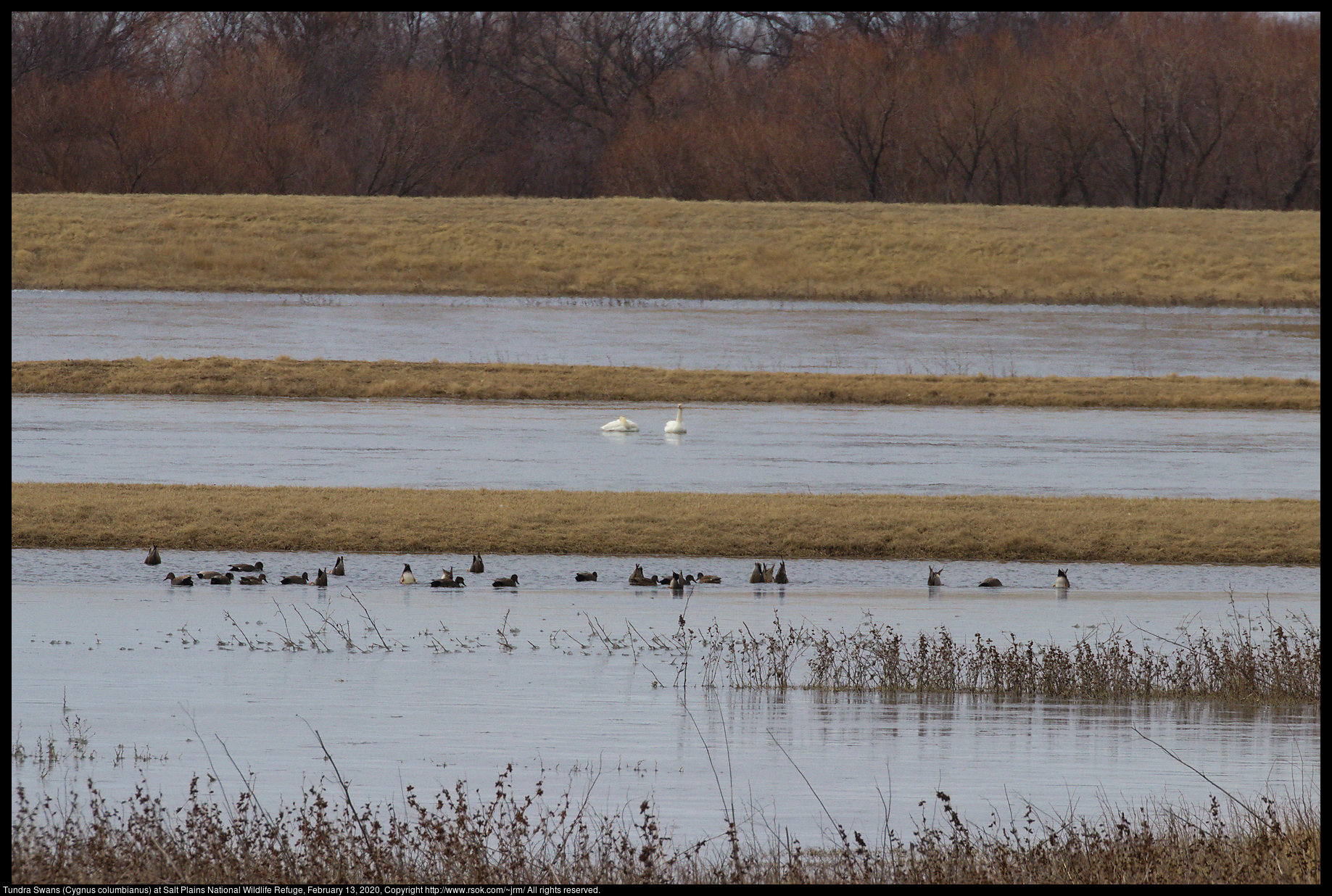 Tundra Swans (Cygnus columbianus) at Salt Plains National Wildlife Refuge, February 13, 2020