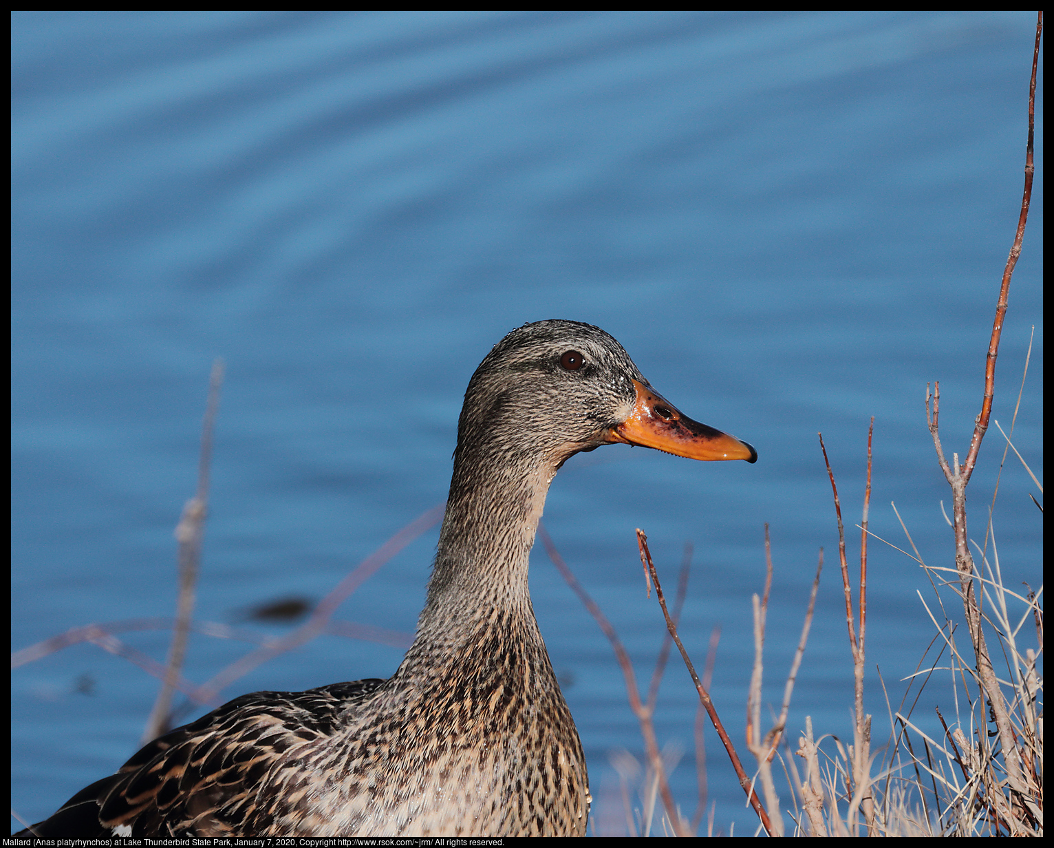 Mallard (Anas platyrhynchos) at Lake Thunderbird State Park, January 7, 2020