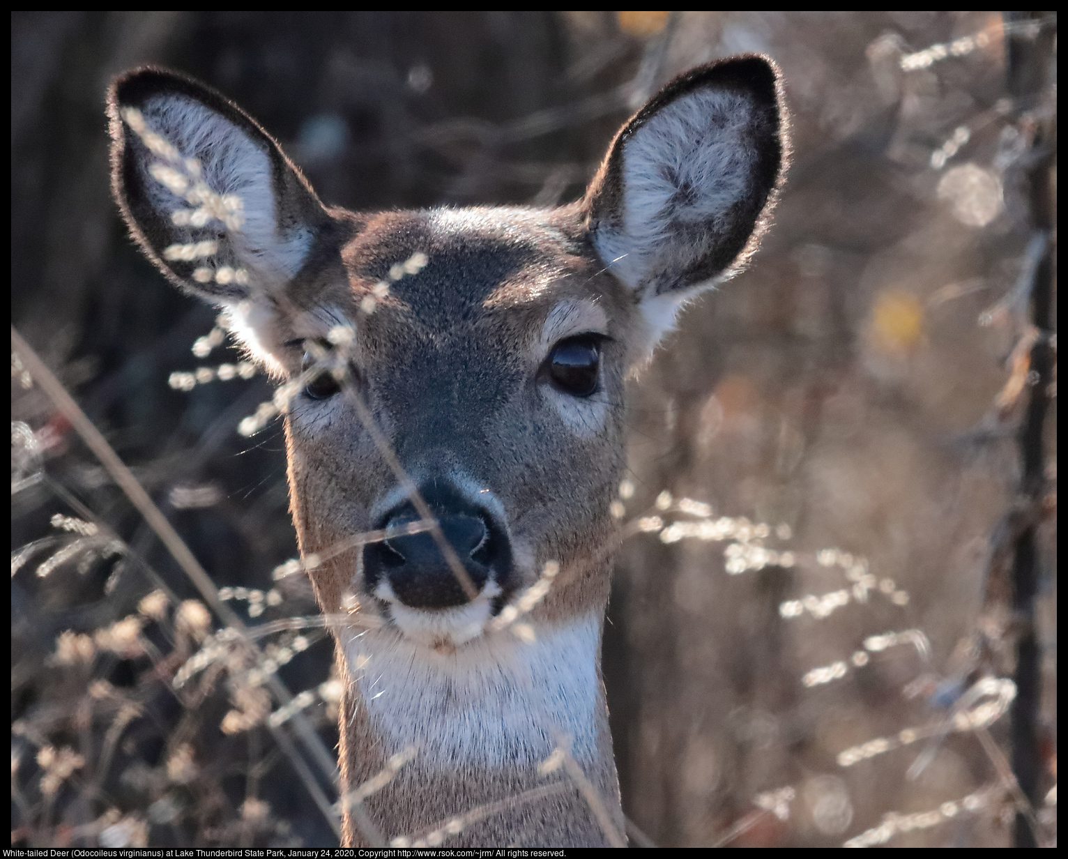 White-tailed Deer (Odocoileus virginianus) at Lake Thunderbird State Park, January 24, 2020