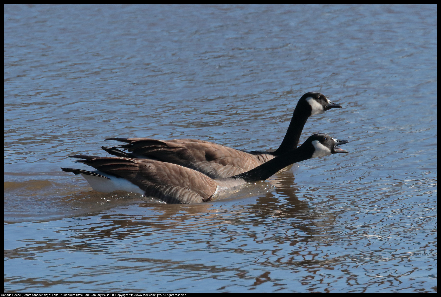 Canada Geese (Branta canadensis) at Lake Thunderbird State Park, January 24, 2020