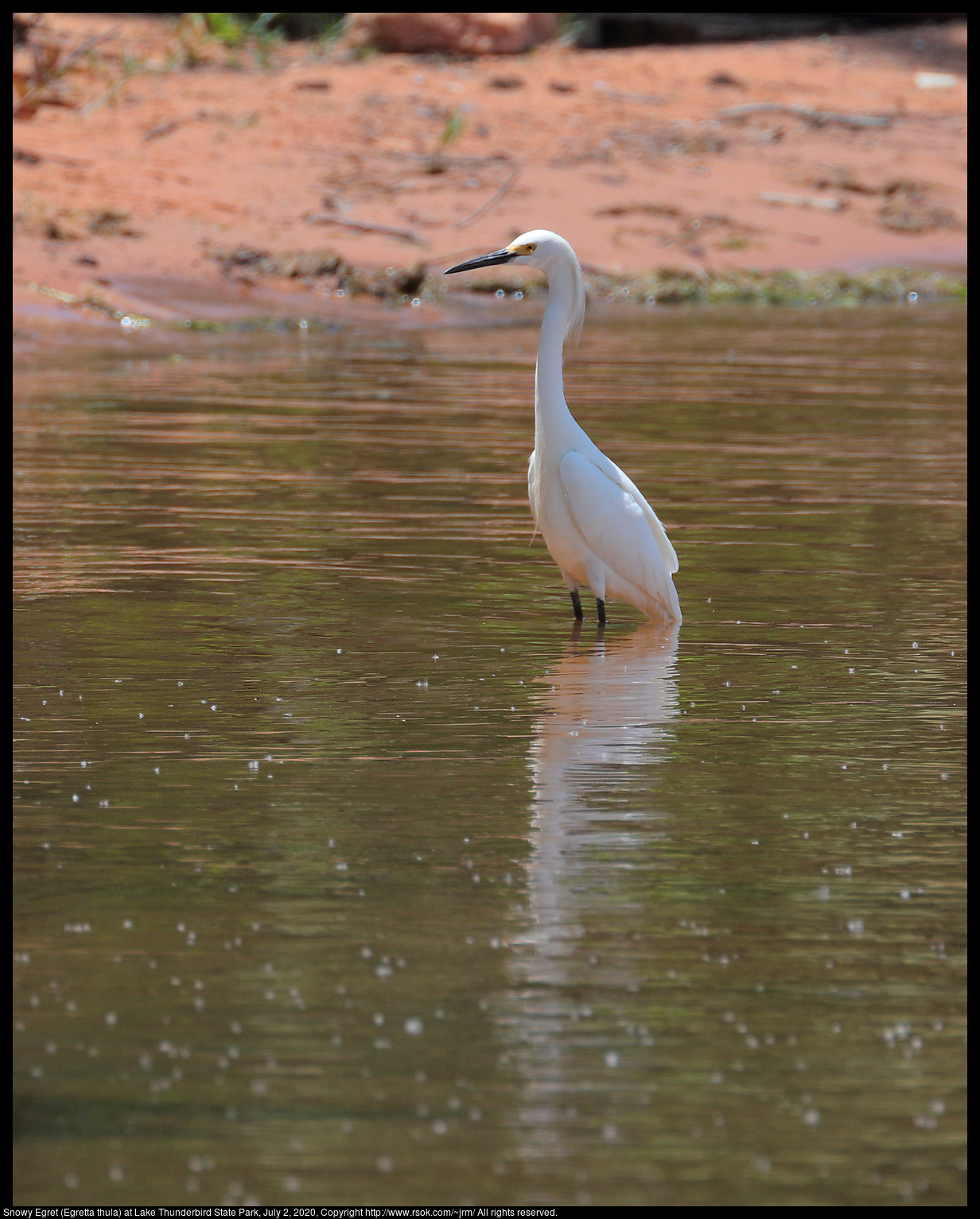 Snowy Egret (Egretta thula) at Lake Thunderbird State Park, July 2, 2020