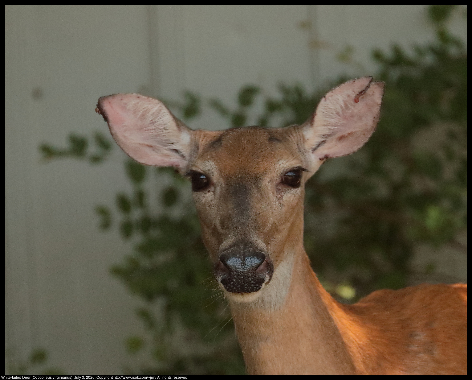 White-tailed Deer (Odocoileus virginianus), July 3, 2020