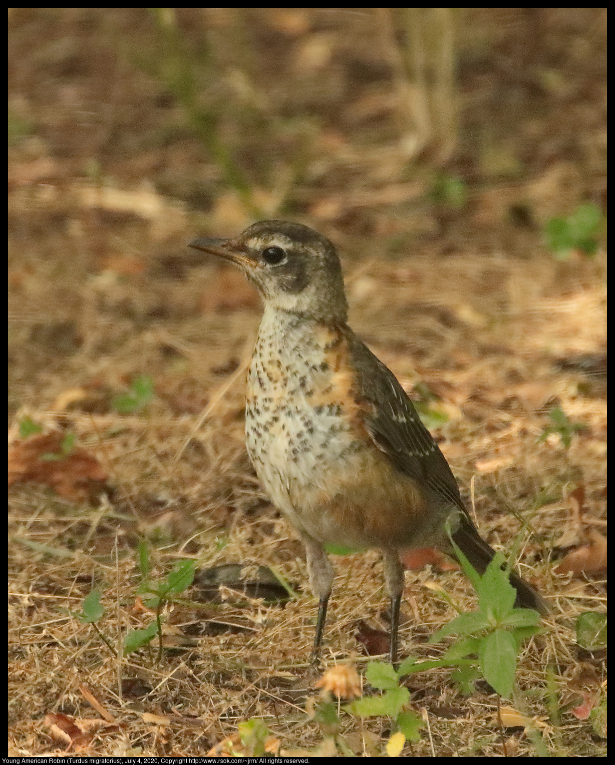 Young American Robin (Turdus migratorius), July 4, 2020