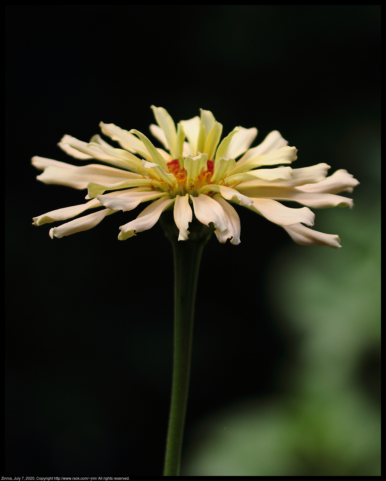 Zinnia, July 7, 2020