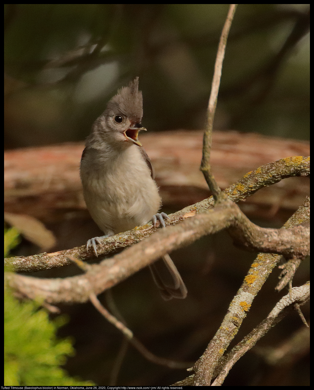 Tufted Titmouse (Baeolophus bicolor) in Norman, Oklahoma, June 26, 2020