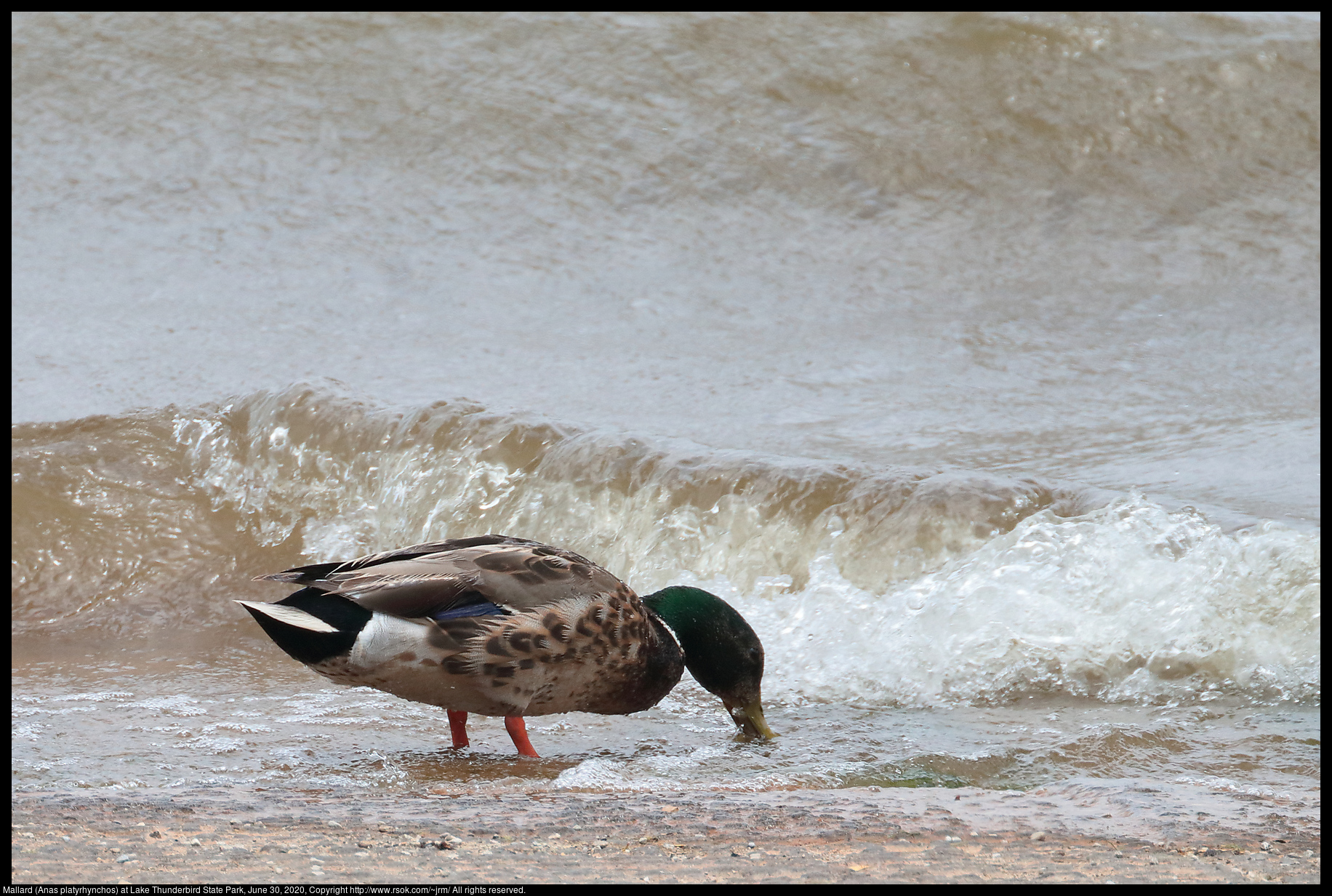 Mallard (Anas platyrhynchos) at Lake Thunderbird State Park, June 30, 2020