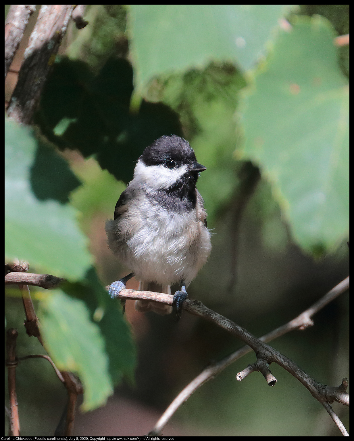 Carolina Chickadee (Poecile carolinensis), July 8, 2020