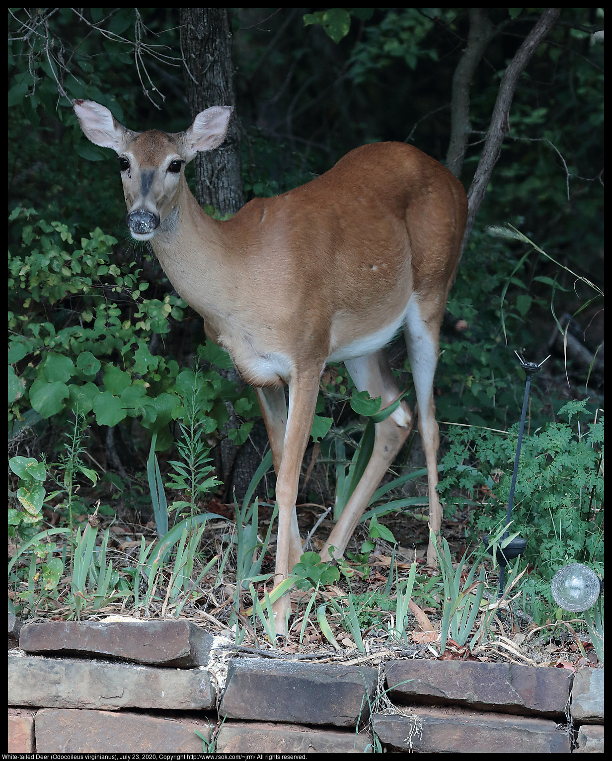 White-tailed Deer (Odocoileus virginianus), July 23, 2020