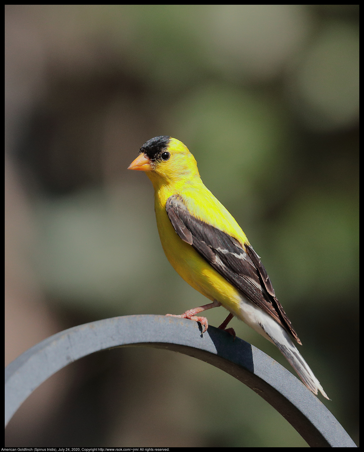 American Goldfinch (Spinus tristis), July 24, 2020