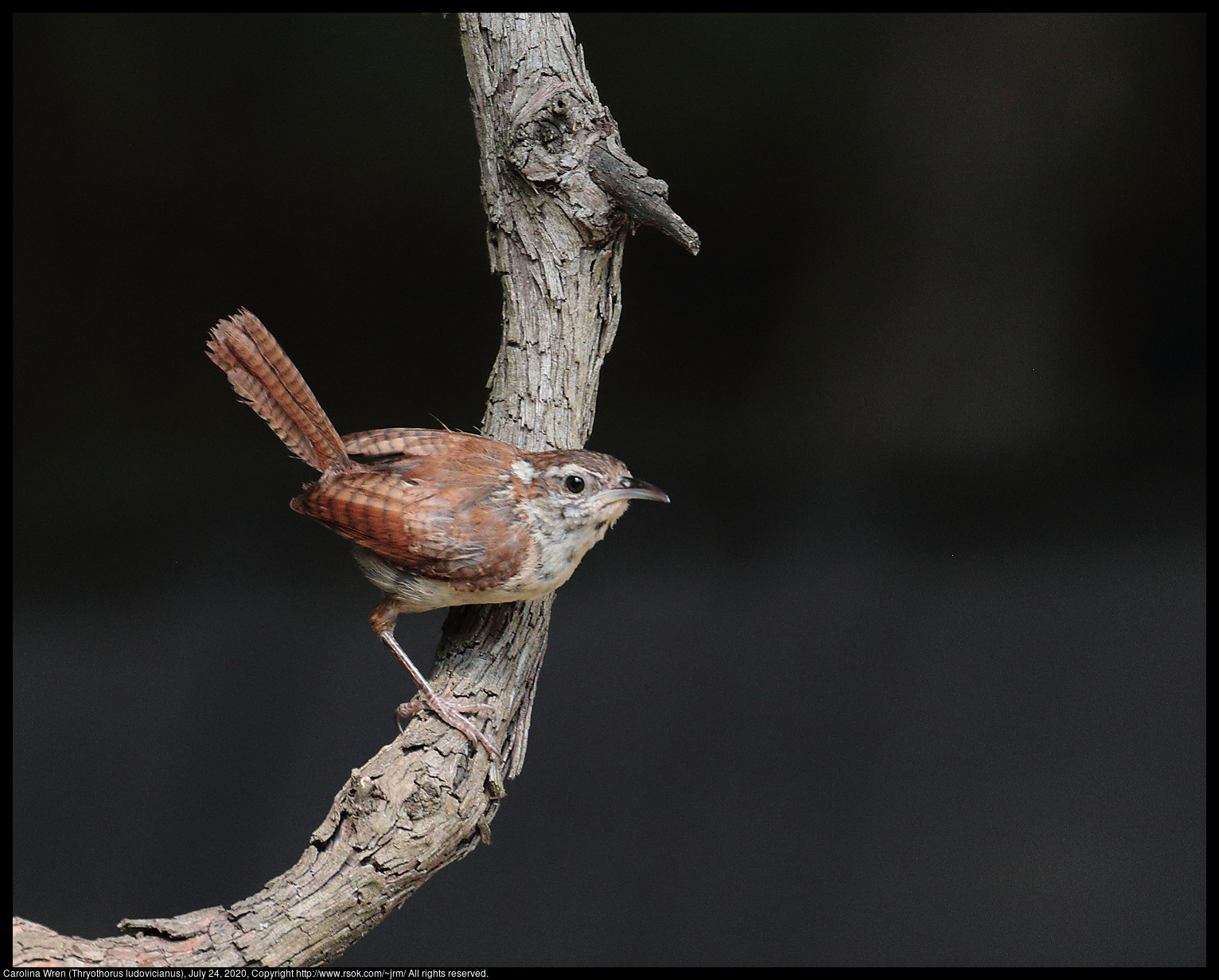 Carolina Wren (Thryothorus ludovicianus), July 24, 2020