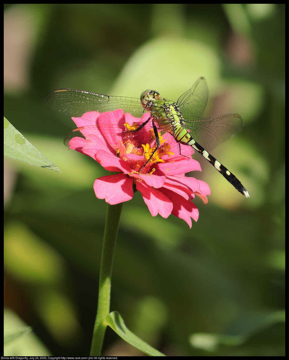 Zinnia with Dragonfly, July 24, 2020