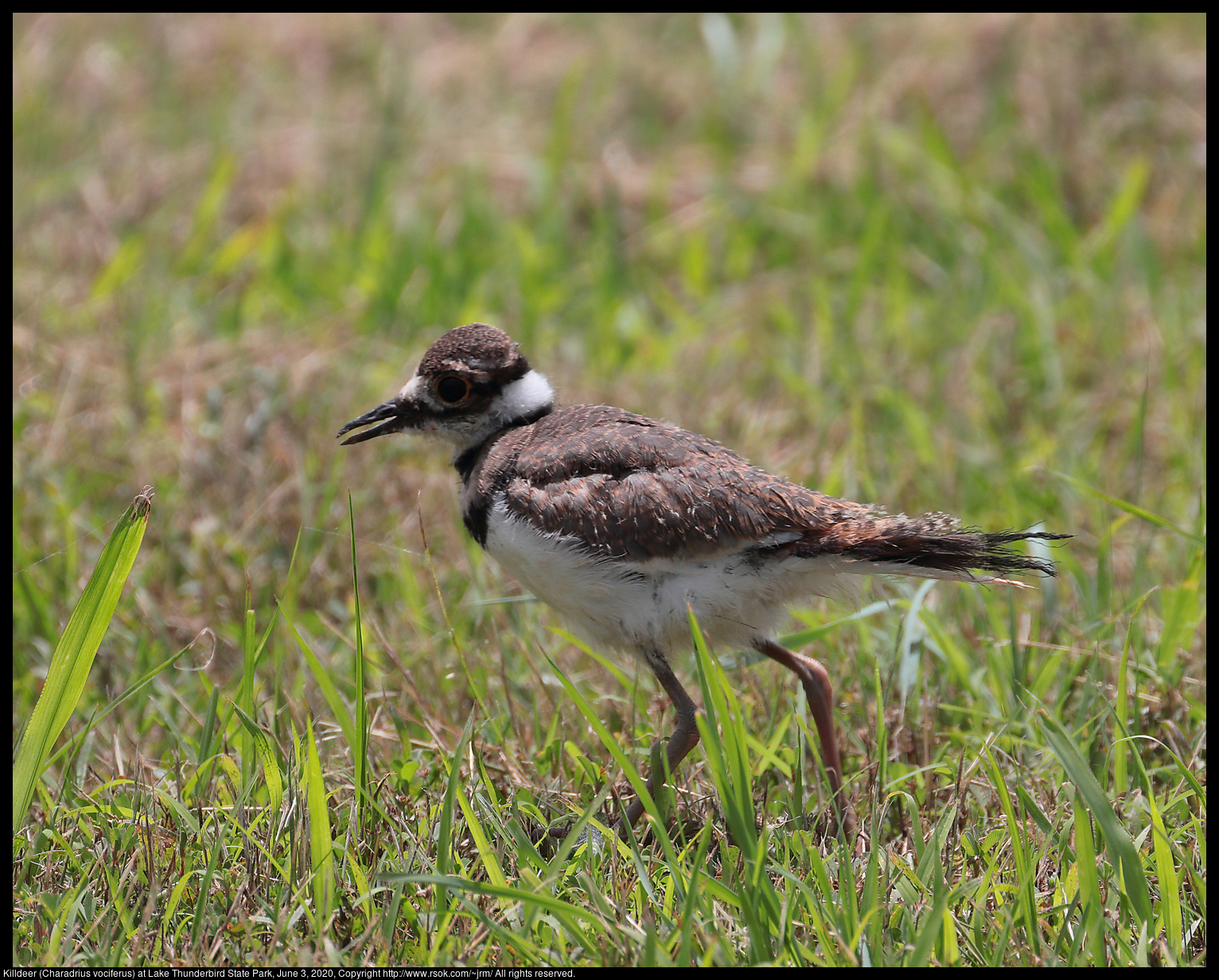 Killdeer (Charadrius vociferus) at Lake Thunderbird State Park, June 3, 2020