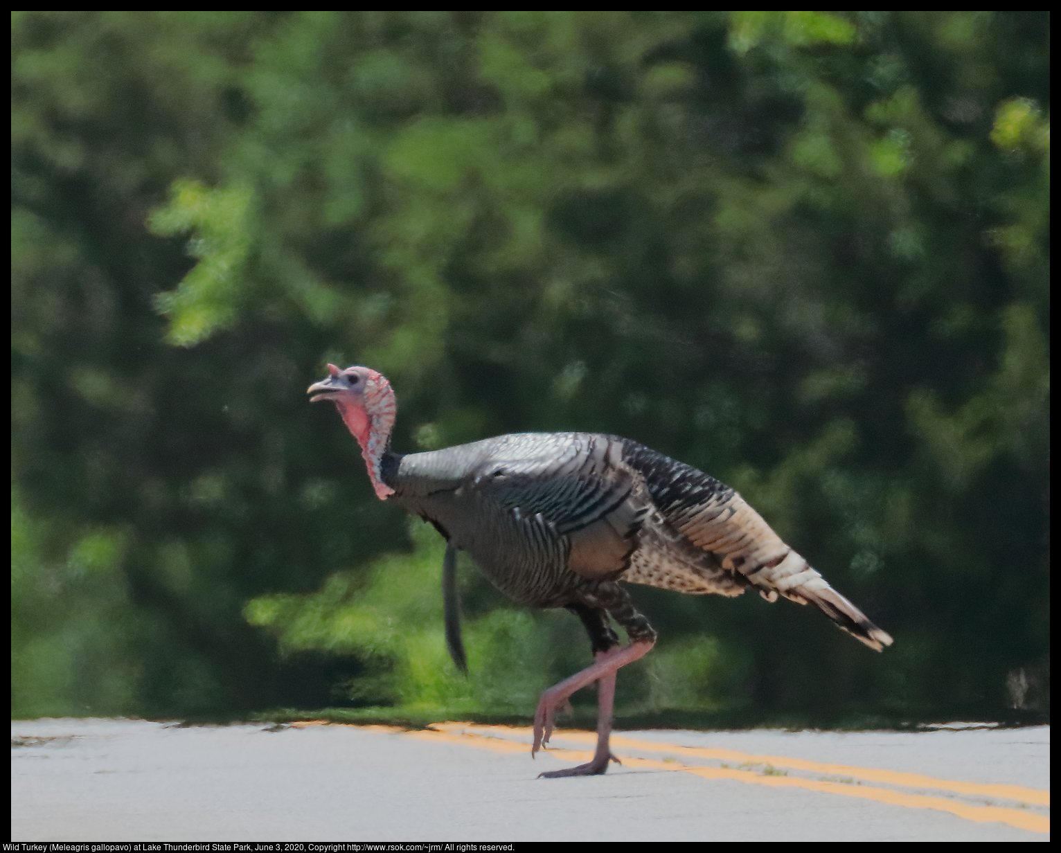 Wild Turkey (Meleagris gallopavo) at Lake Thunderbird State Park, June 3, 2020