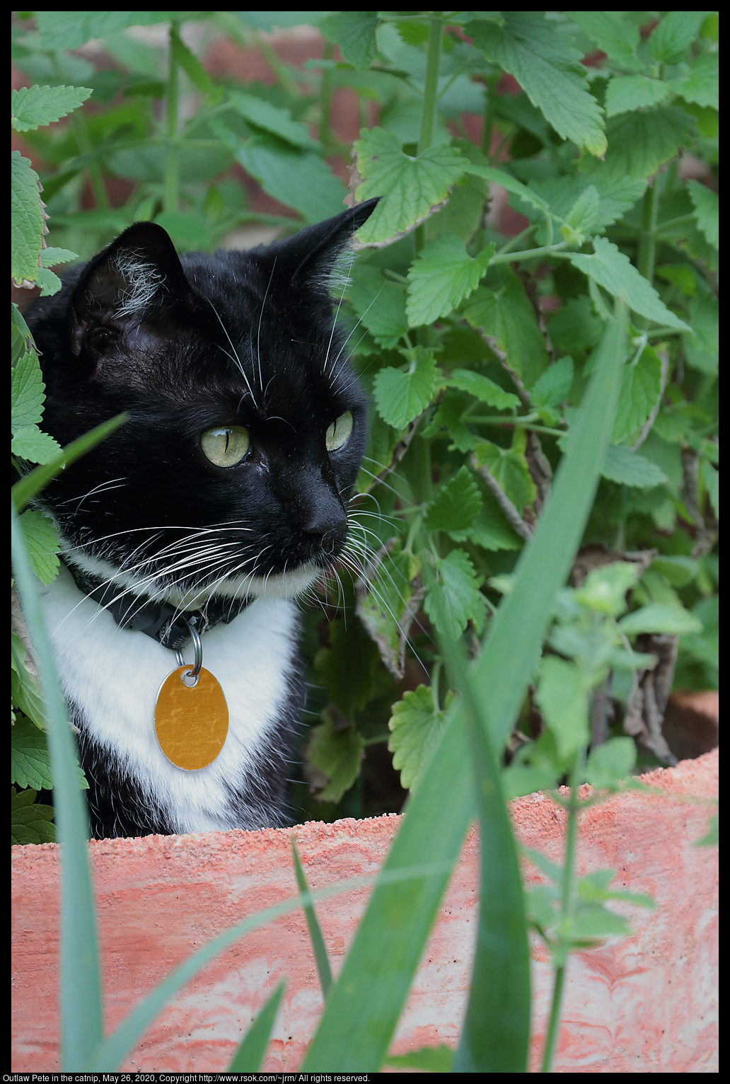 Outlaw Pete in the catnip, May 26, 2020