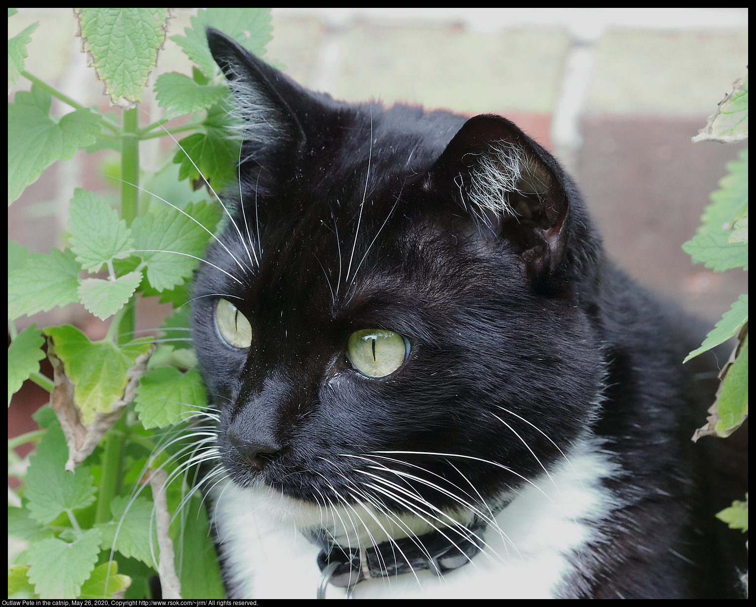 Outlaw Pete in the catnip, May 26, 2020