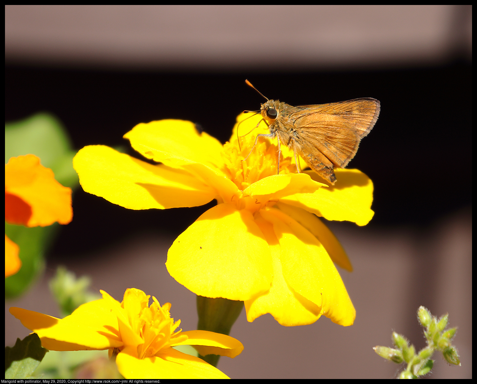 Marigold with pollinator, May 29, 2020