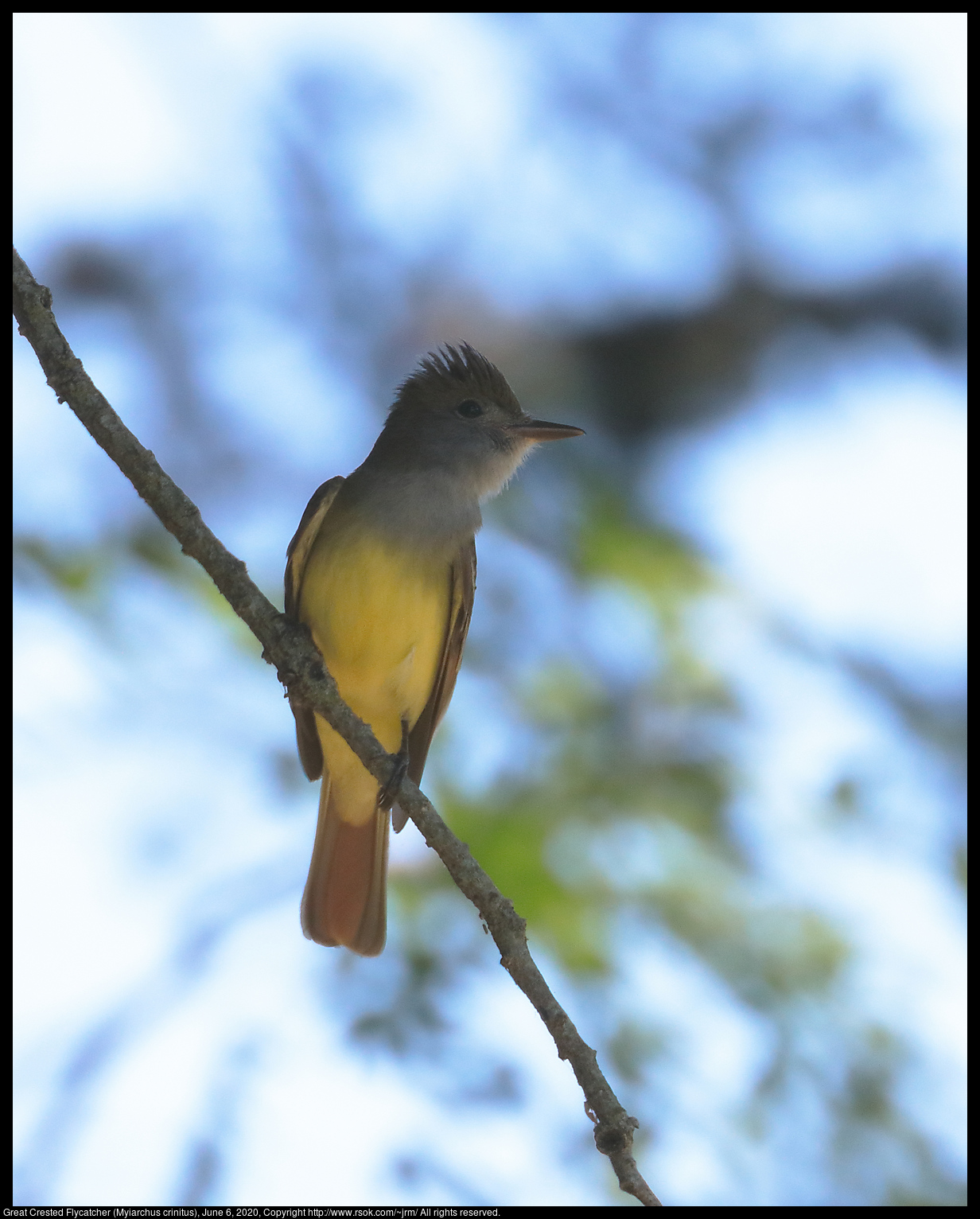 Great Crested Flycatcher (Myiarchus crinitus), June 6, 2020