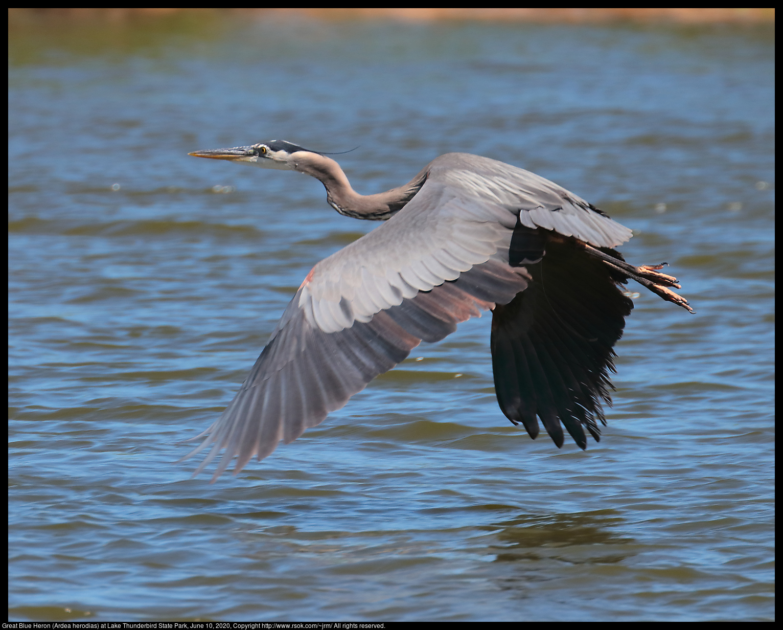 Great Blue Heron (Ardea herodias) at Lake Thunderbird State Park, June 10, 2020