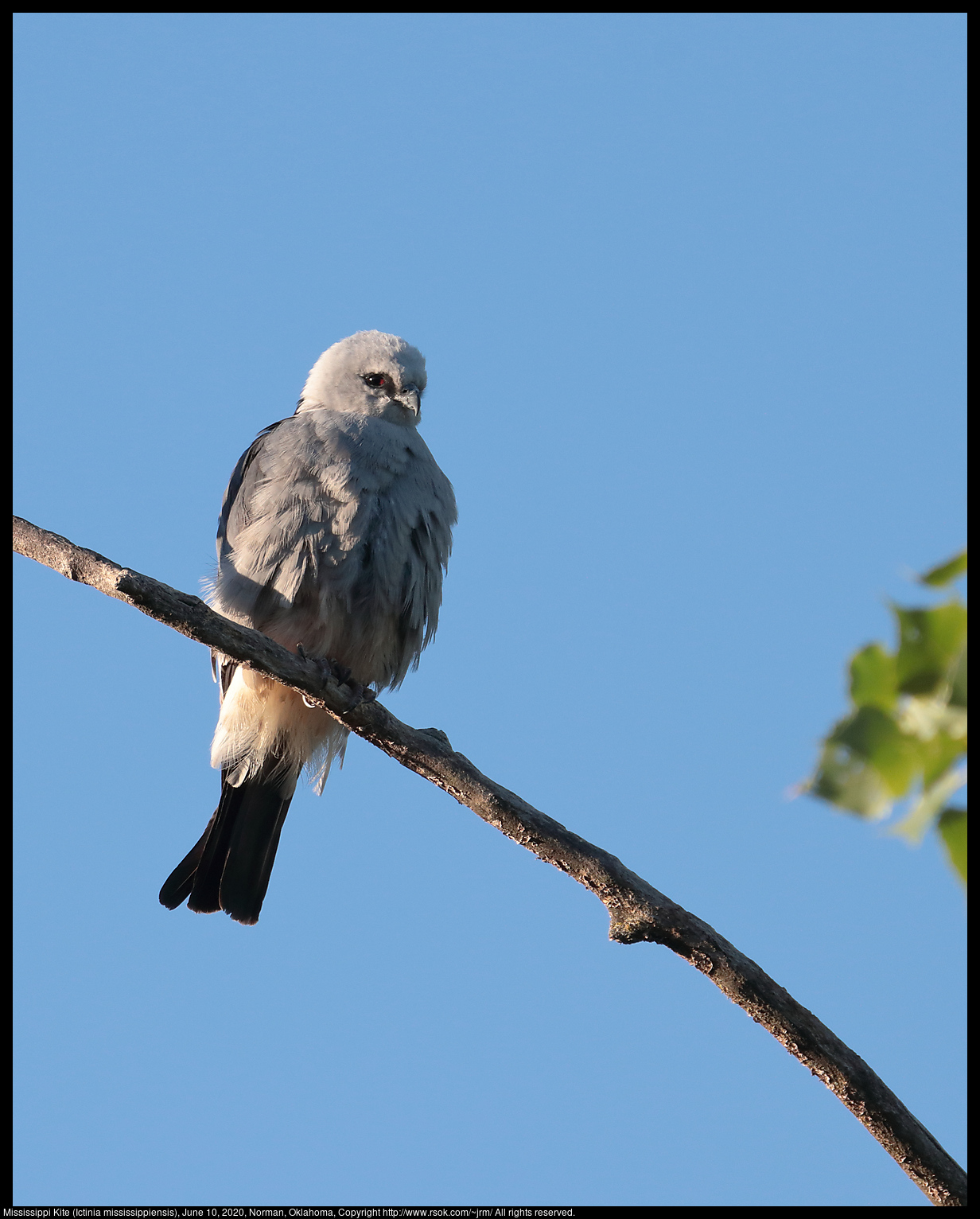 Mississippi Kite (Ictinia mississippiensis), June 10, 2020