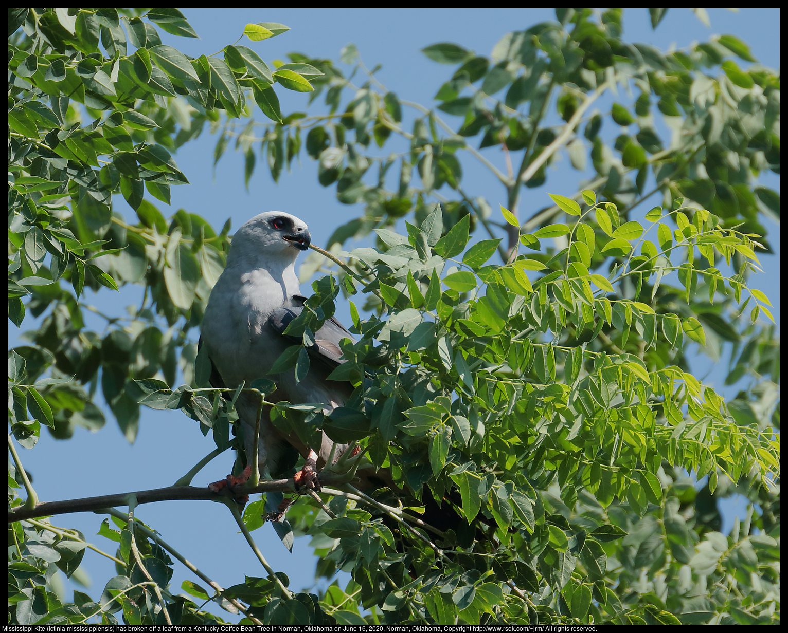 Mississippi Kite (Ictinia mississippiensis), June 16, 2020