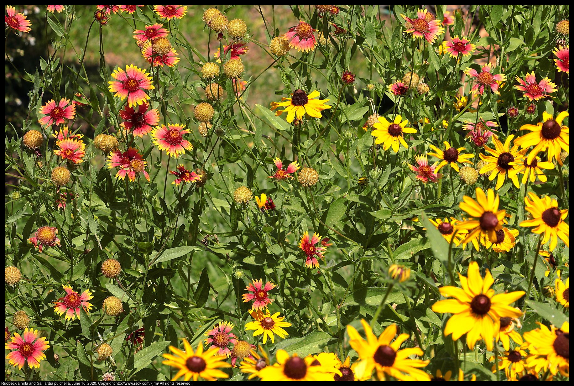 Rudbeckia hirta and Gaillardia pulchella, June 16, 2020