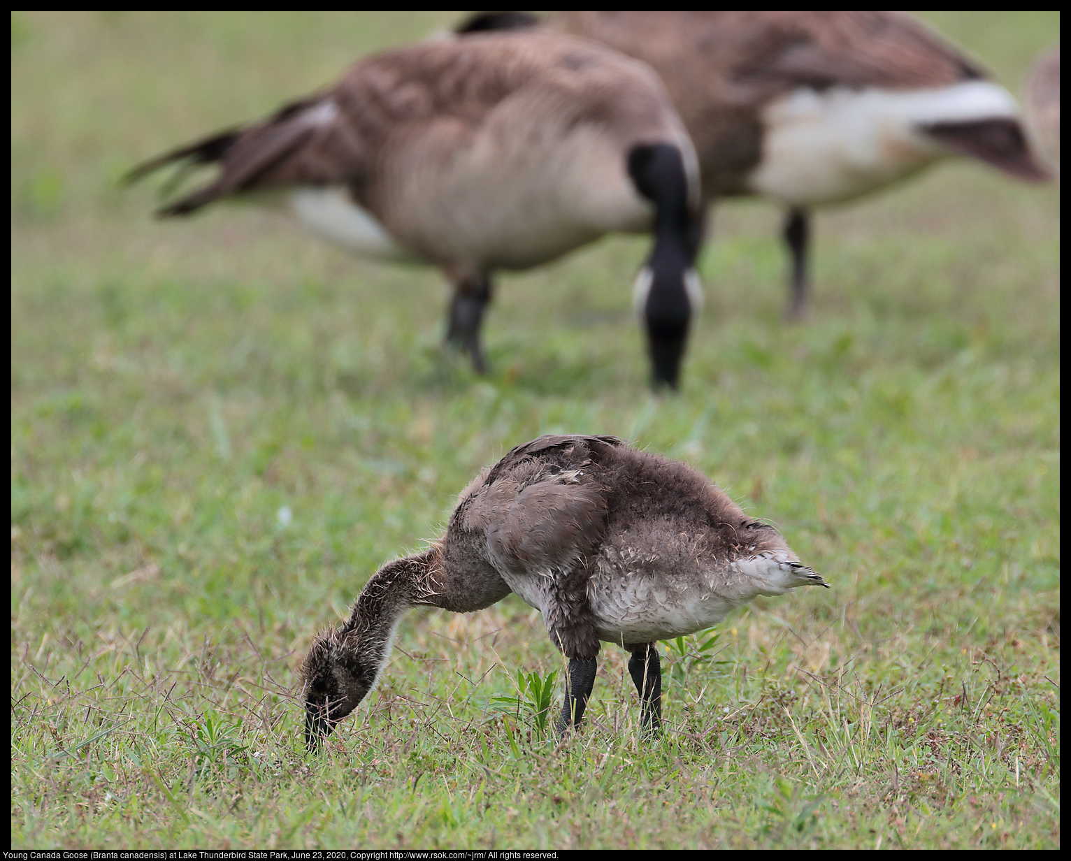 Young Canada Goose (Branta canadensis) at Lake Thunderbird State Park, June 23, 2020