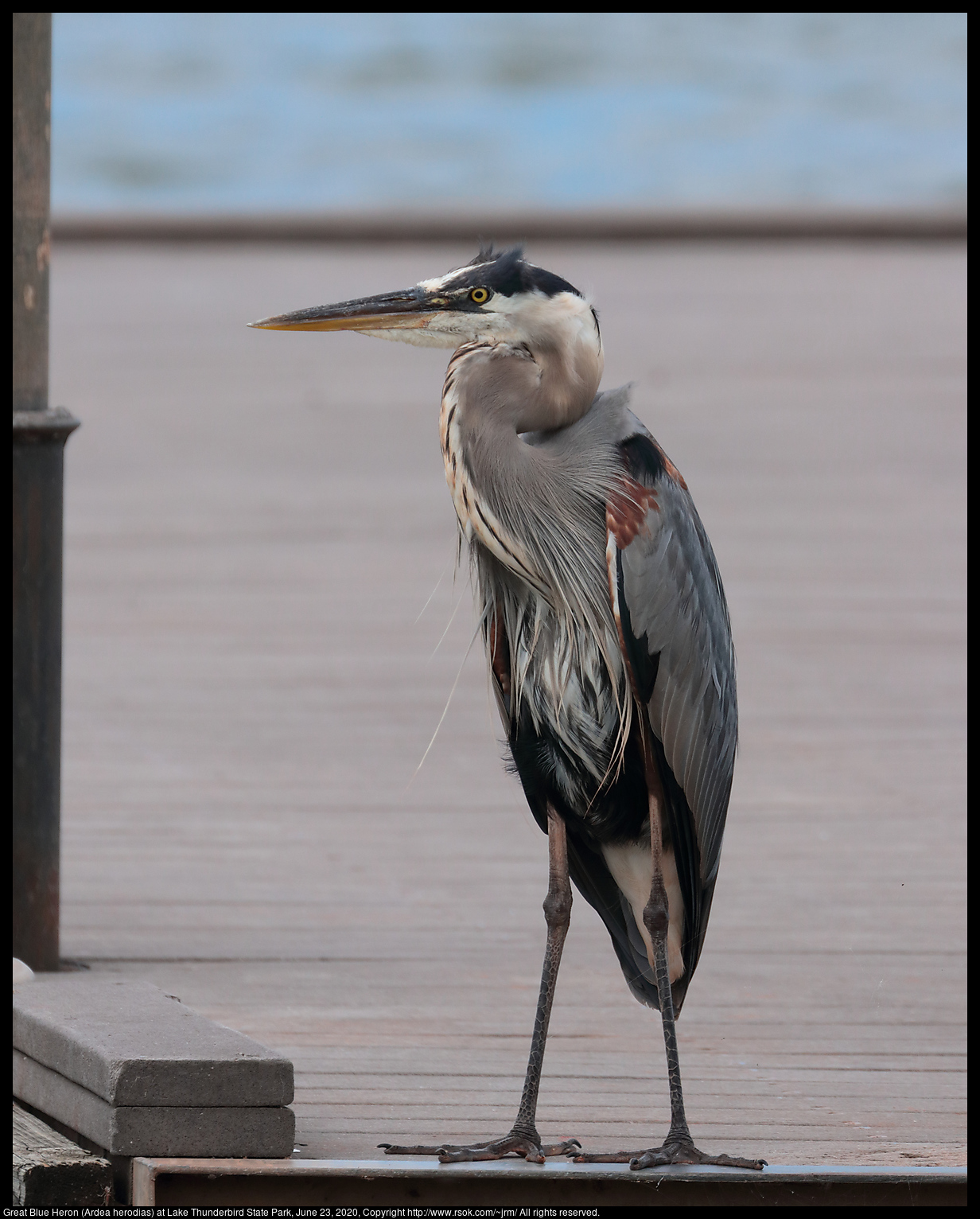 Great Blue Heron (Ardea herodias) at Lake Thunderbird State Park, June 23, 2020