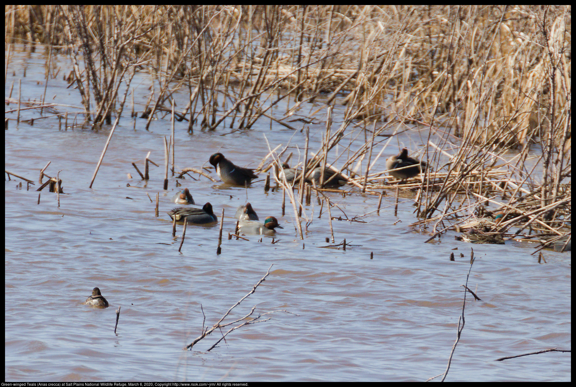 Green-winged Teals (Anas crecca) at Salt Plains National Wildlife Refuge, March 6, 2020