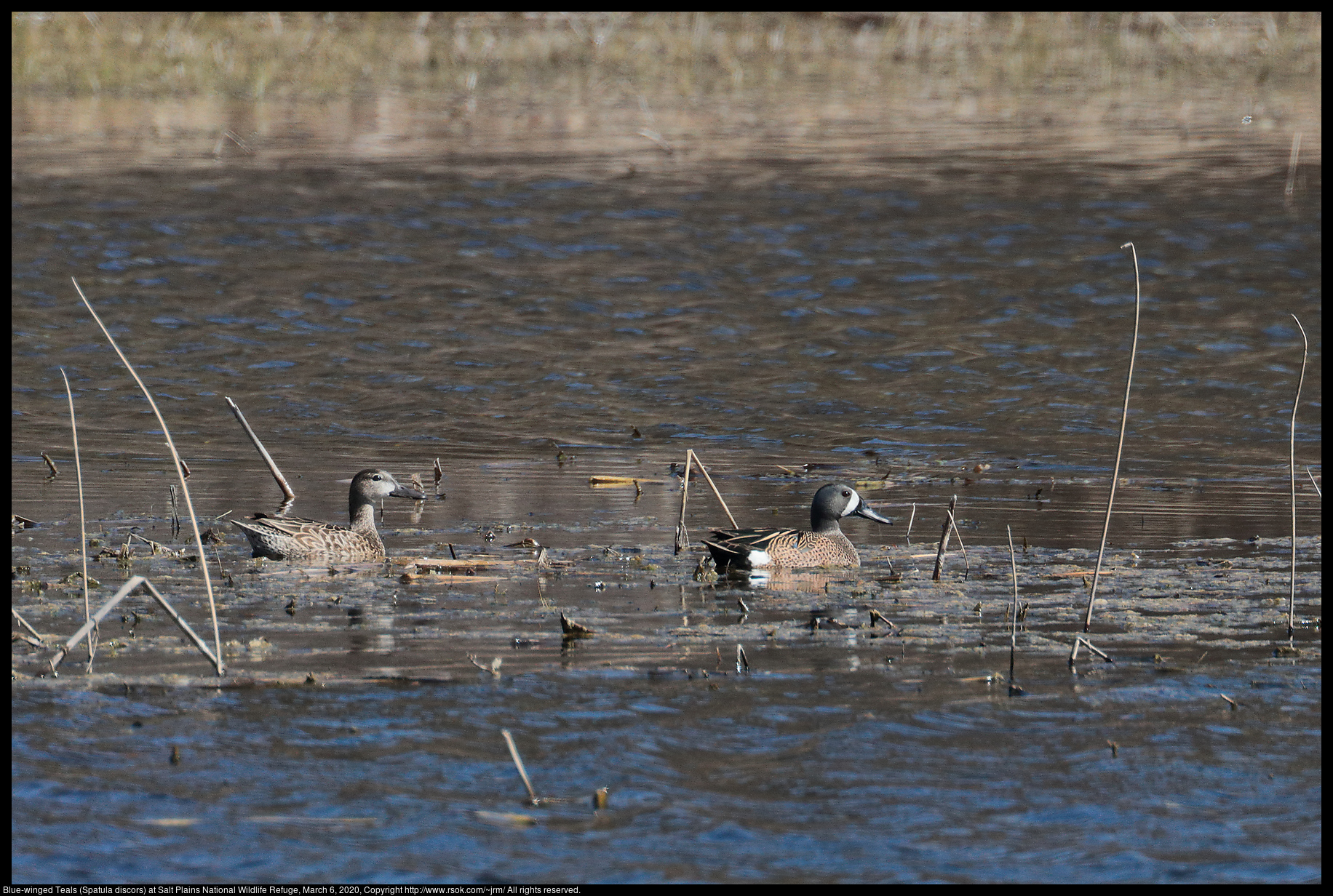 Blue-winged Teals (Spatula discors) at Salt Plains National Wildlife Refuge, March 6, 2020