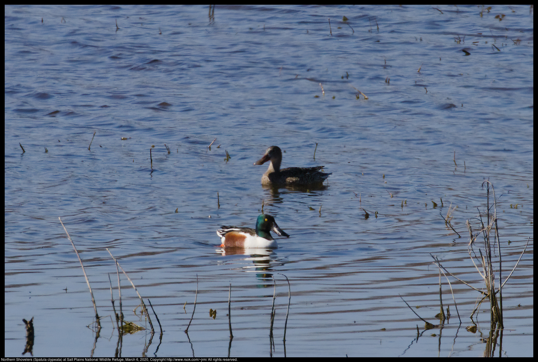 Northern Shovelers (Spatula clypeata) at Salt Plains National Wildlife Refuge, March 6, 2020