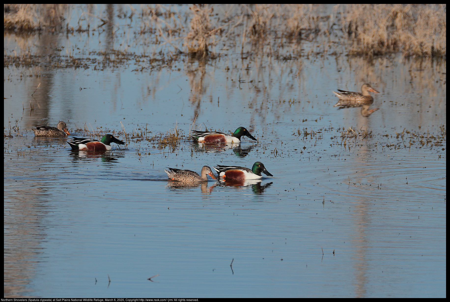 Northern Shovelers (Spatula clypeata) at Salt Plains National Wildlife Refuge, March 6, 2020