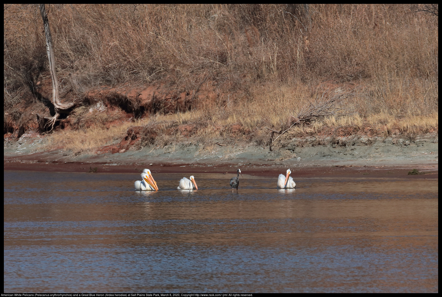 American White Pelicans (Pelecanus erythrorhynchos) and a Great Blue Heron (Ardea herodias) at Salt Plains State Park, March 6, 2020