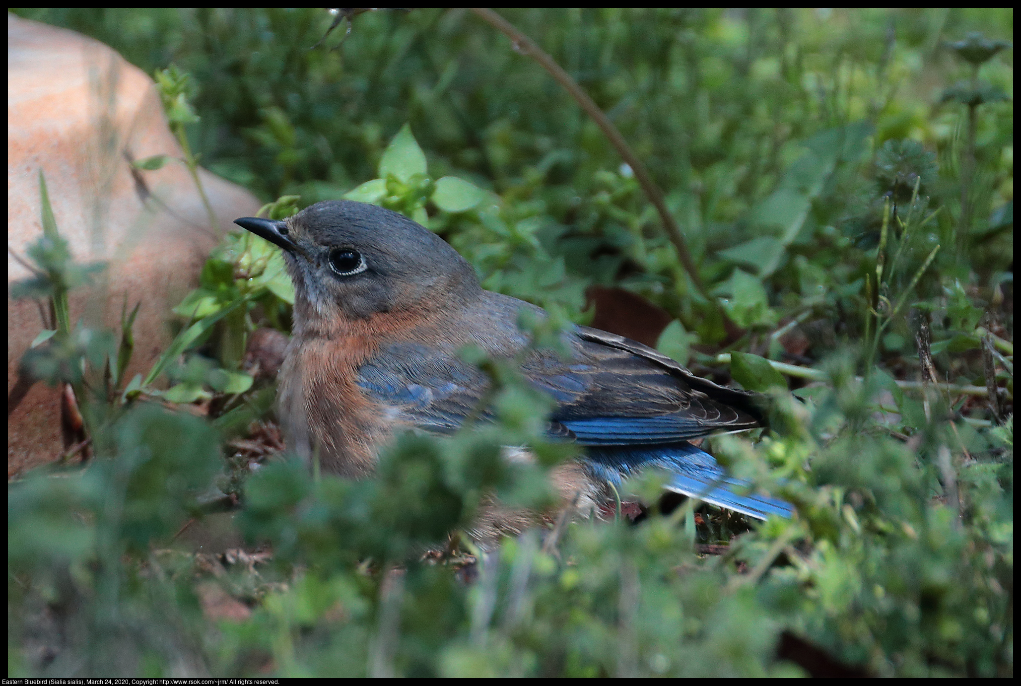 Eastern Bluebird (Sialia sialis), March 24, 2020