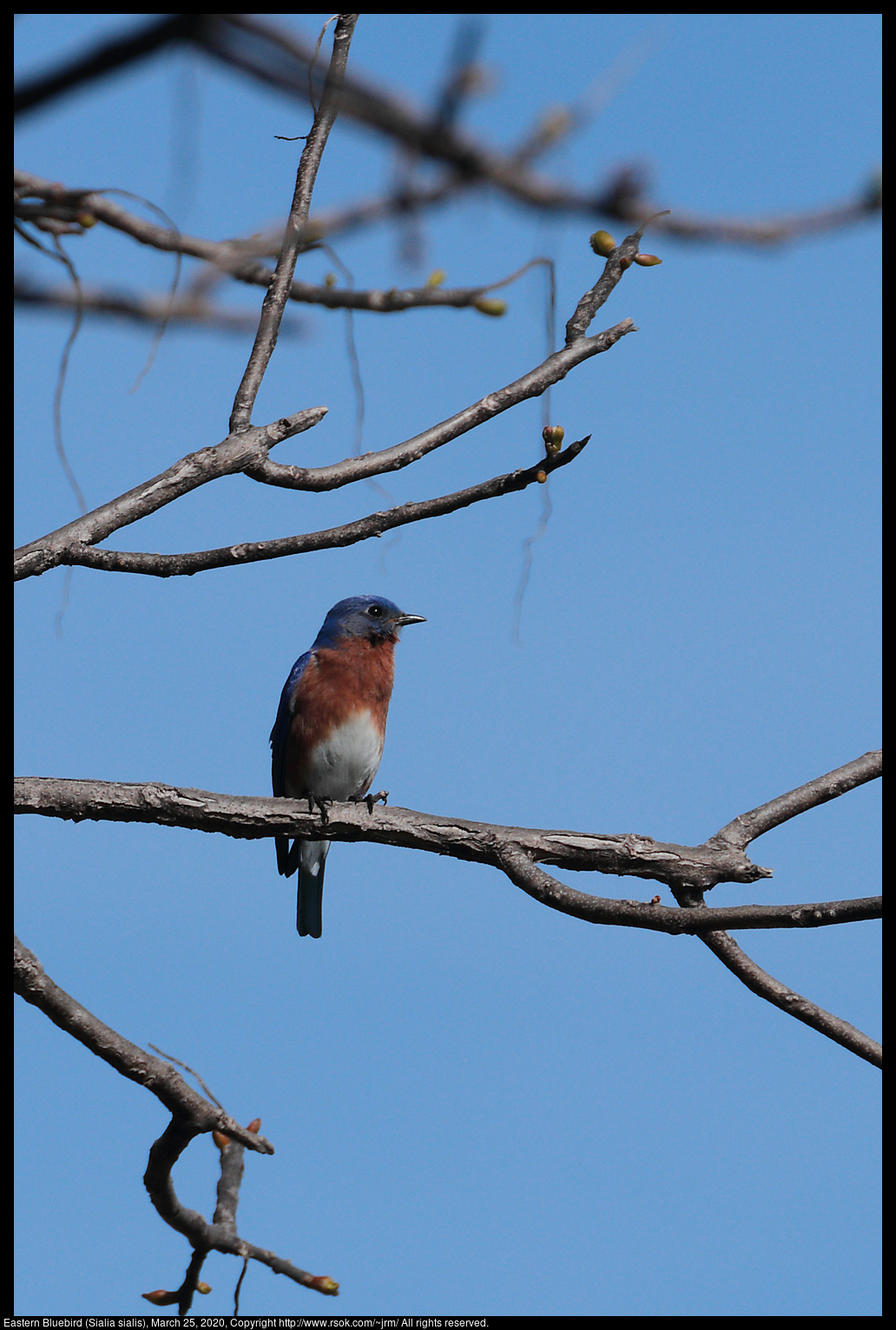 Eastern Bluebird (Sialia sialis), March 25, 2020