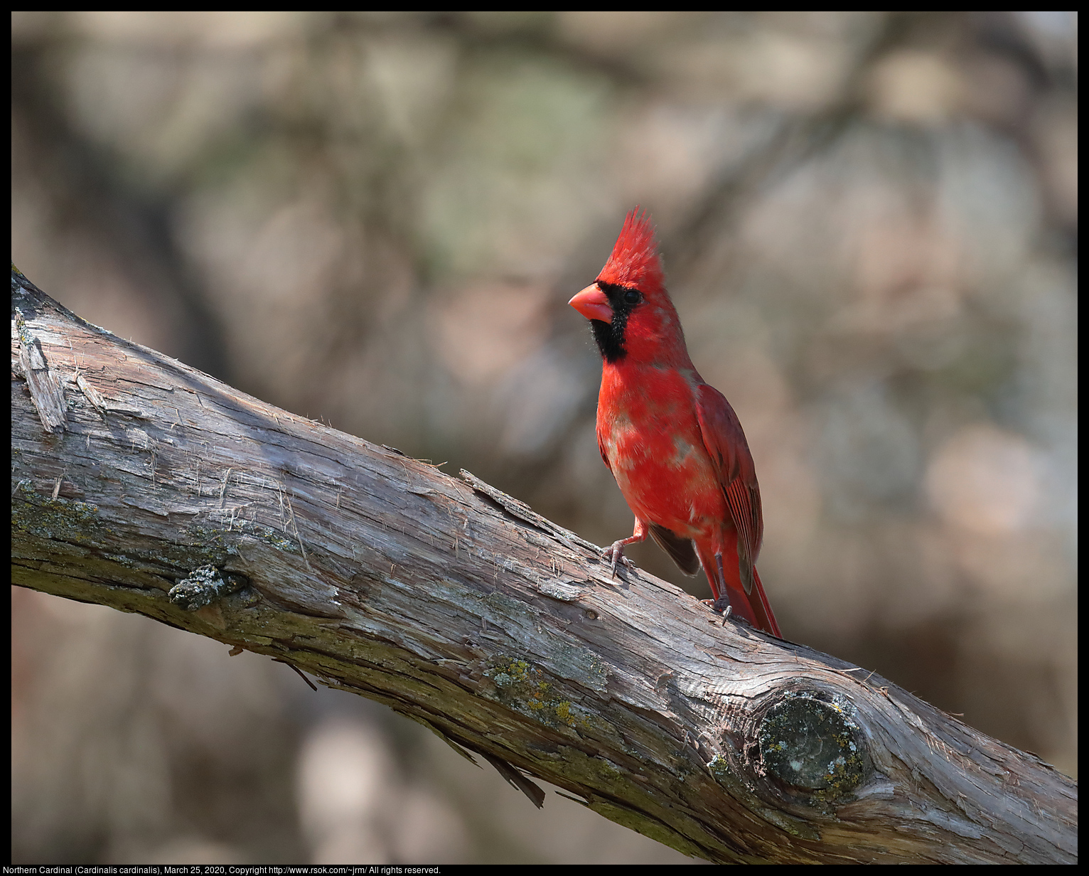 Northern Cardinal (Cardinalis cardinalis), March 25, 2020