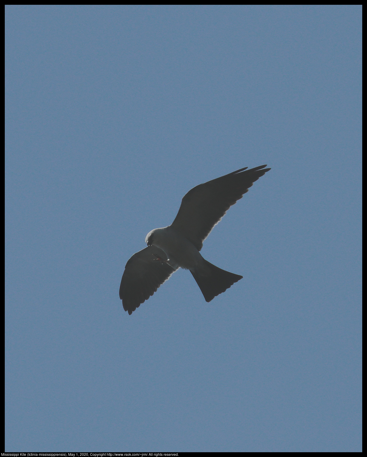 Mississippi Kite (Ictinia mississippiensis), May 1, 2020