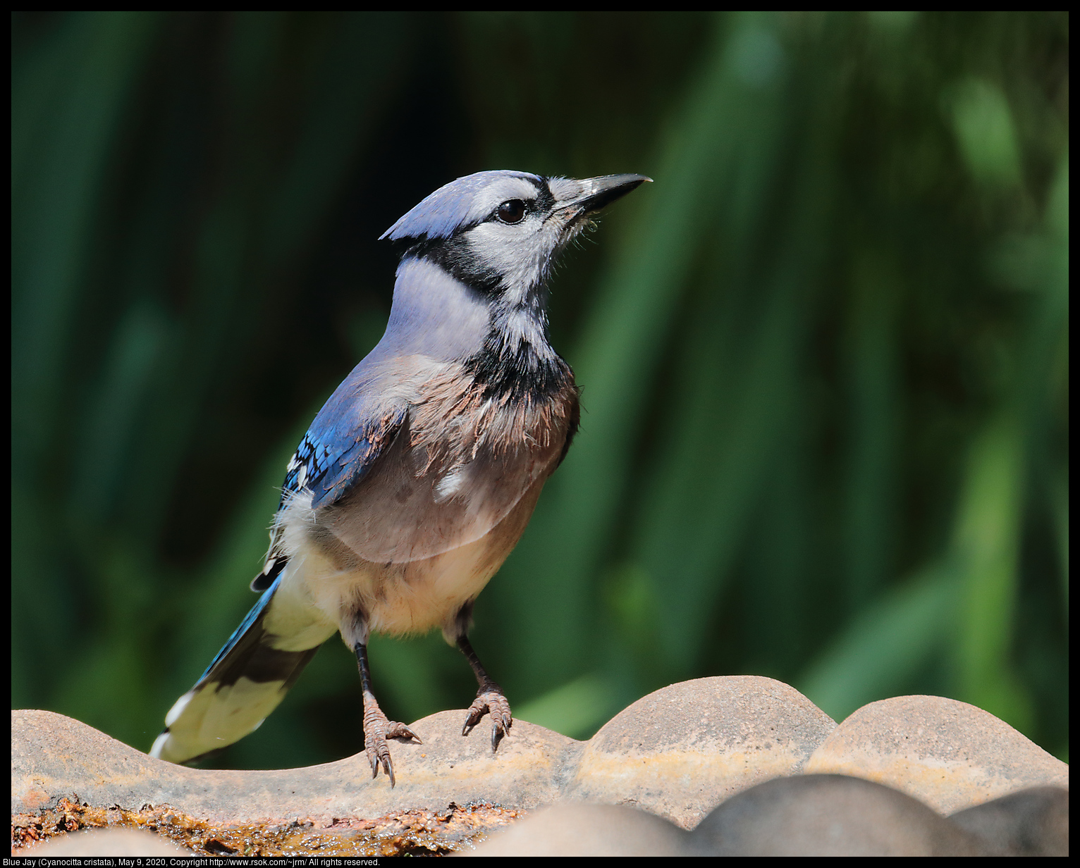 Blue Jay (Cyanocitta cristata), May 9, 2020