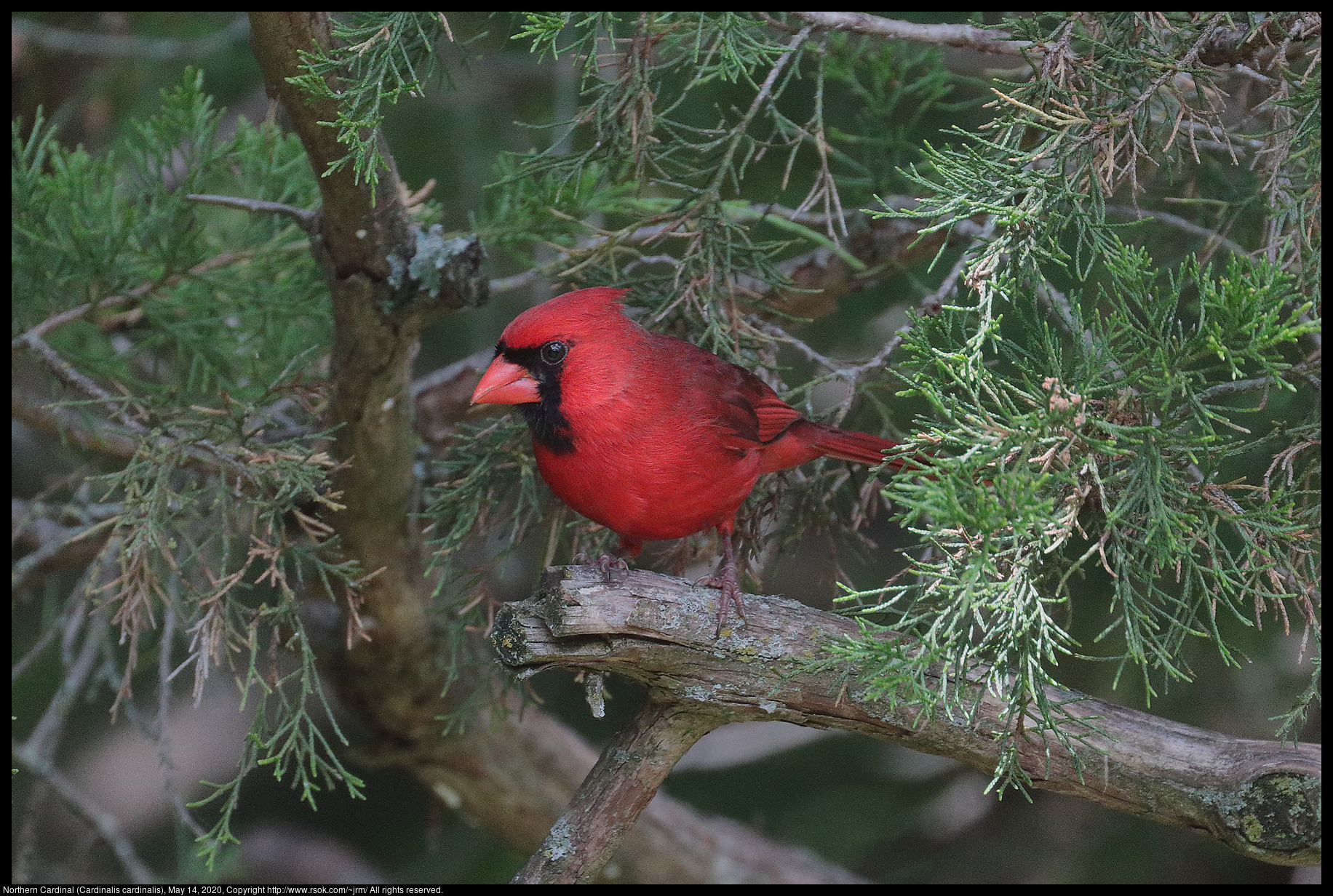 Northern Cardinal (Cardinalis cardinalis), May 14, 2020