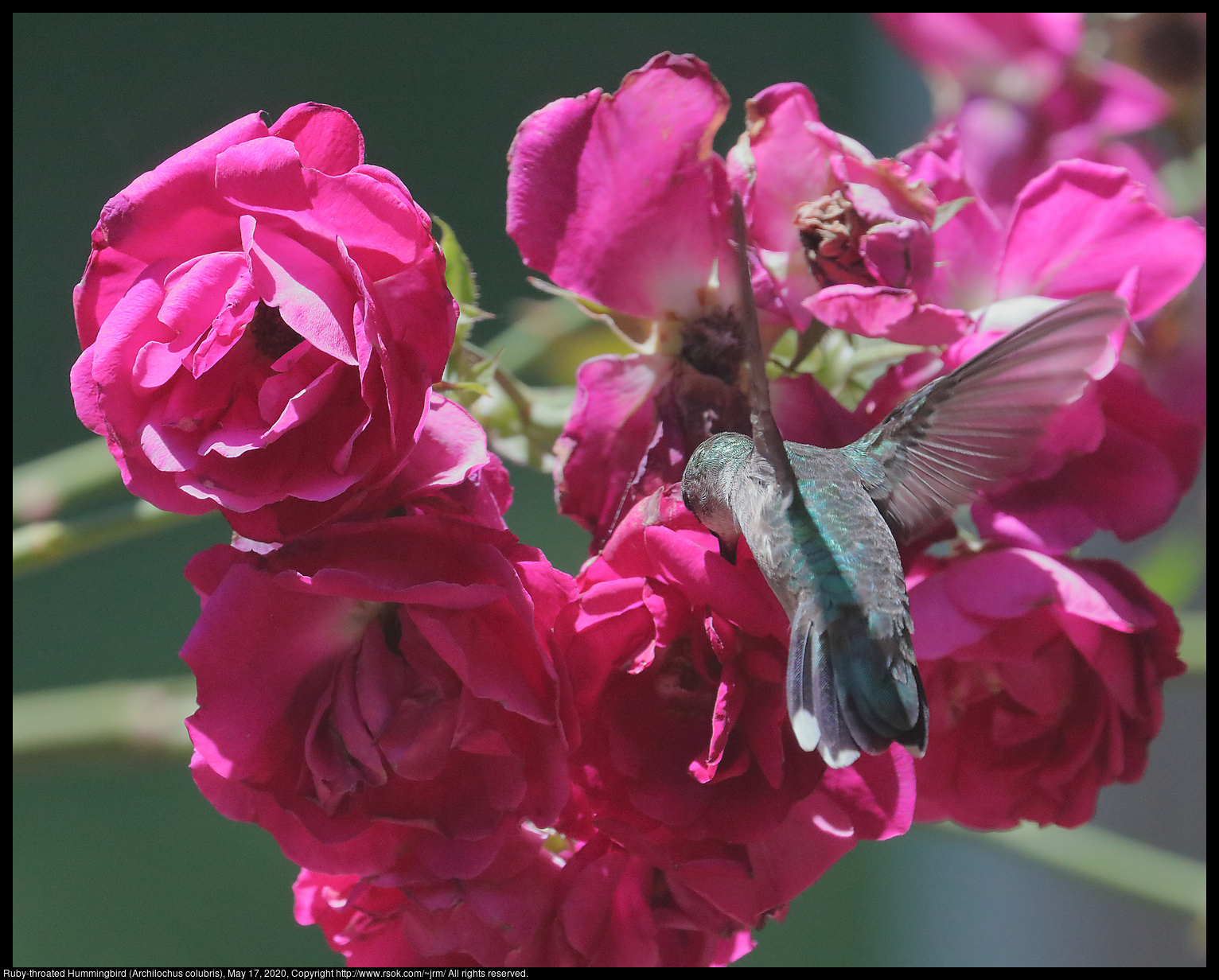Ruby-throated Hummingbird (Archilochus colubris), May 17, 2020