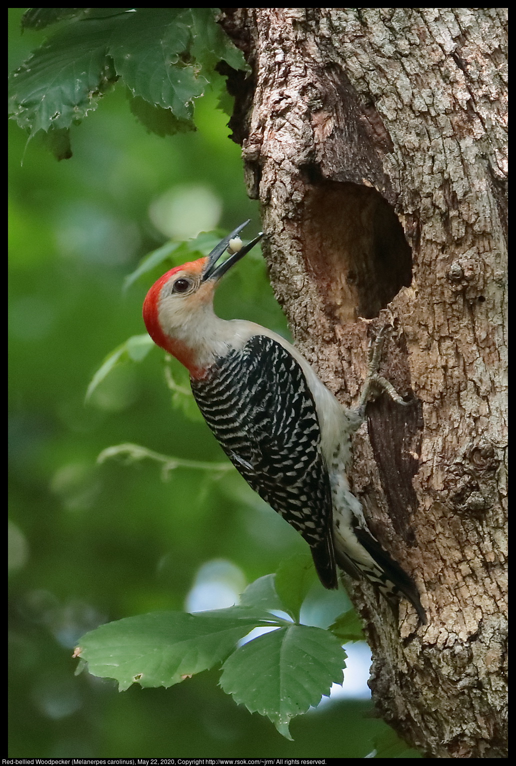 Red-bellied Woodpecker (Melanerpes carolinus), May 22, 2020